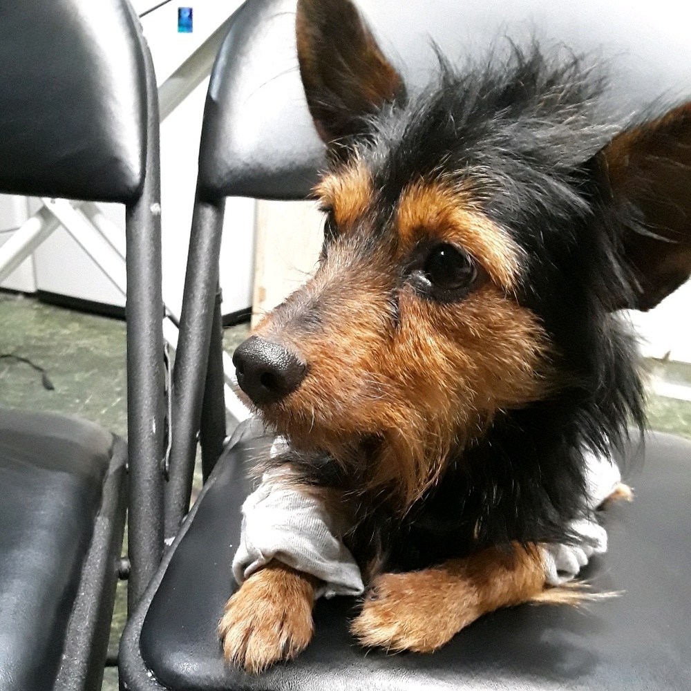 Meet your Posher, Ramona